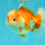 A Grade Red White Oranda Male 6 inches #081426OR_10