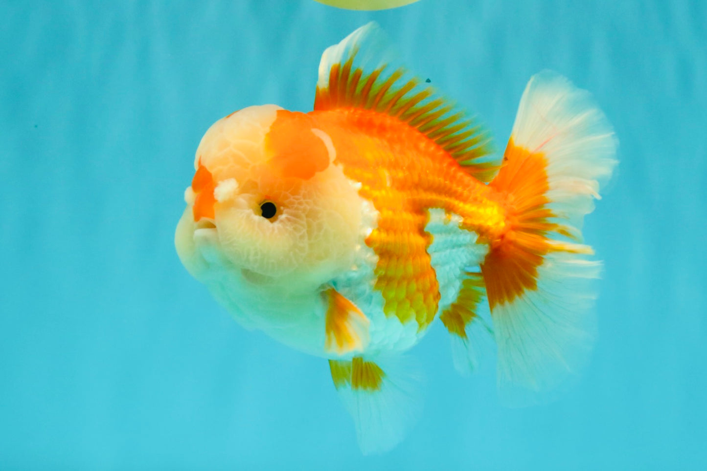 A Grade Red White Oranda Male 6 inches #081426OR_10