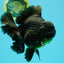 AAA Grade Broadtail Black Godzilla Oranda Male 7 inches #071026OR_01