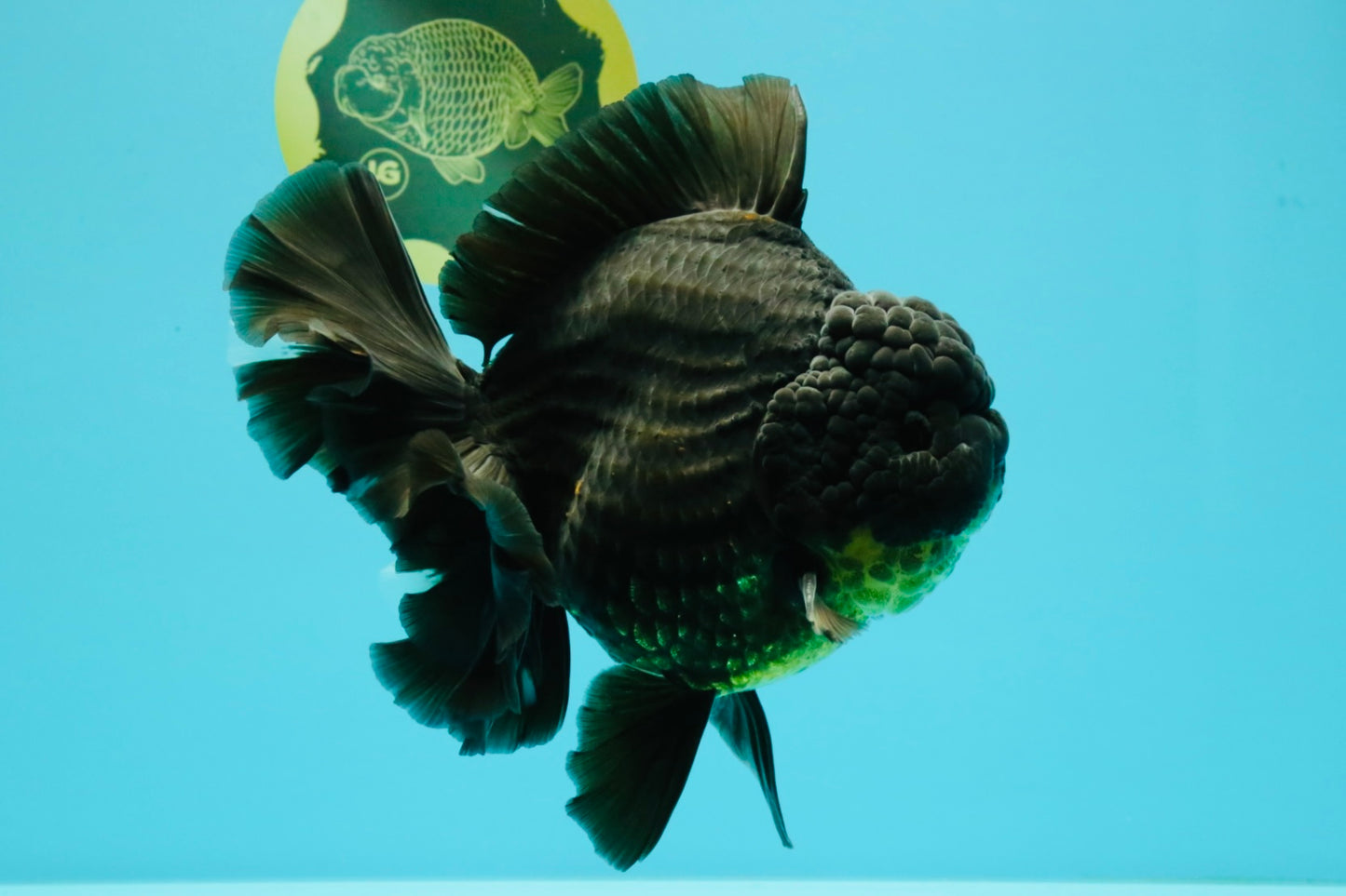 AAA Grade Broadtail Black Godzilla Oranda Male 7 inches #071026OR_01