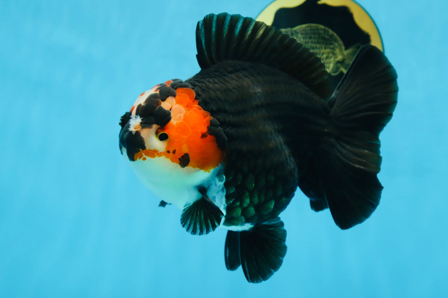 SHOW GRADE UNIQUE Godzilla Tricolor Yuanbao 5.5-6 inches #080825YB_888