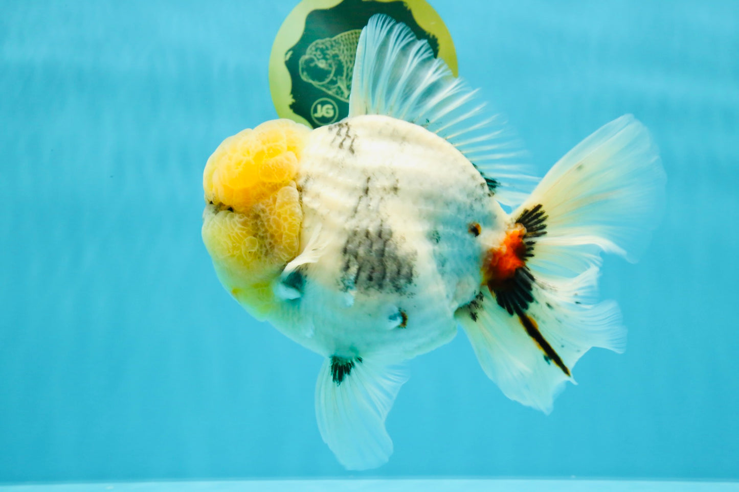 AAA Grade Godzilla White Tiger Oranda Male 6.5 inches #022726OR_10