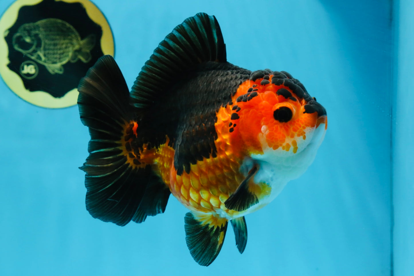 A Grade SPECIAL Apache Yuanbao Female 5.5 inches #100325YB_04