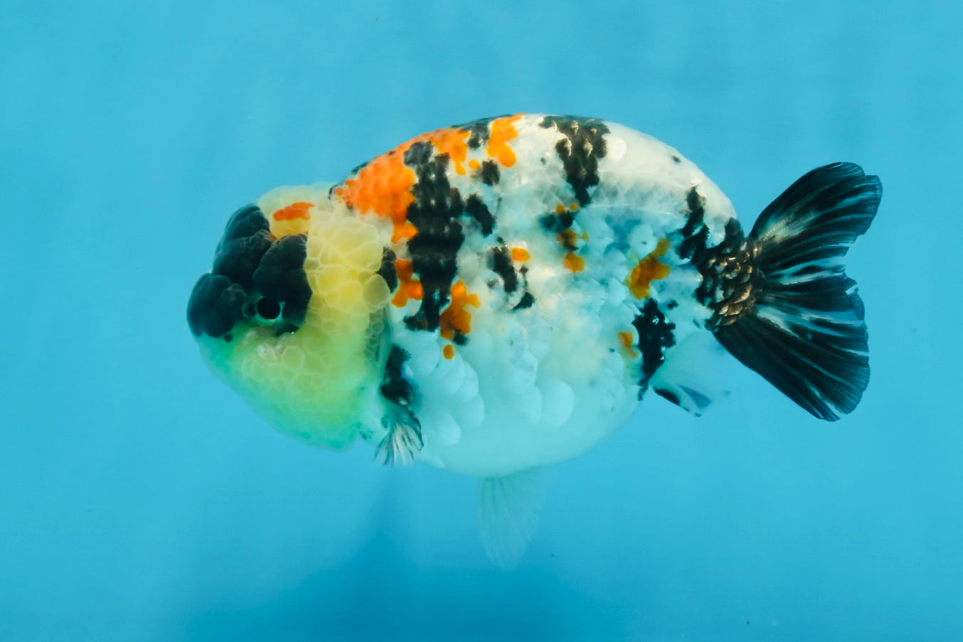 A Grade Special Tricolor LionKing 4.5-5 inches #100325LC_07