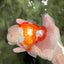 OLAF A Grade Red White Oranda Male 6 inches #040326OR_14