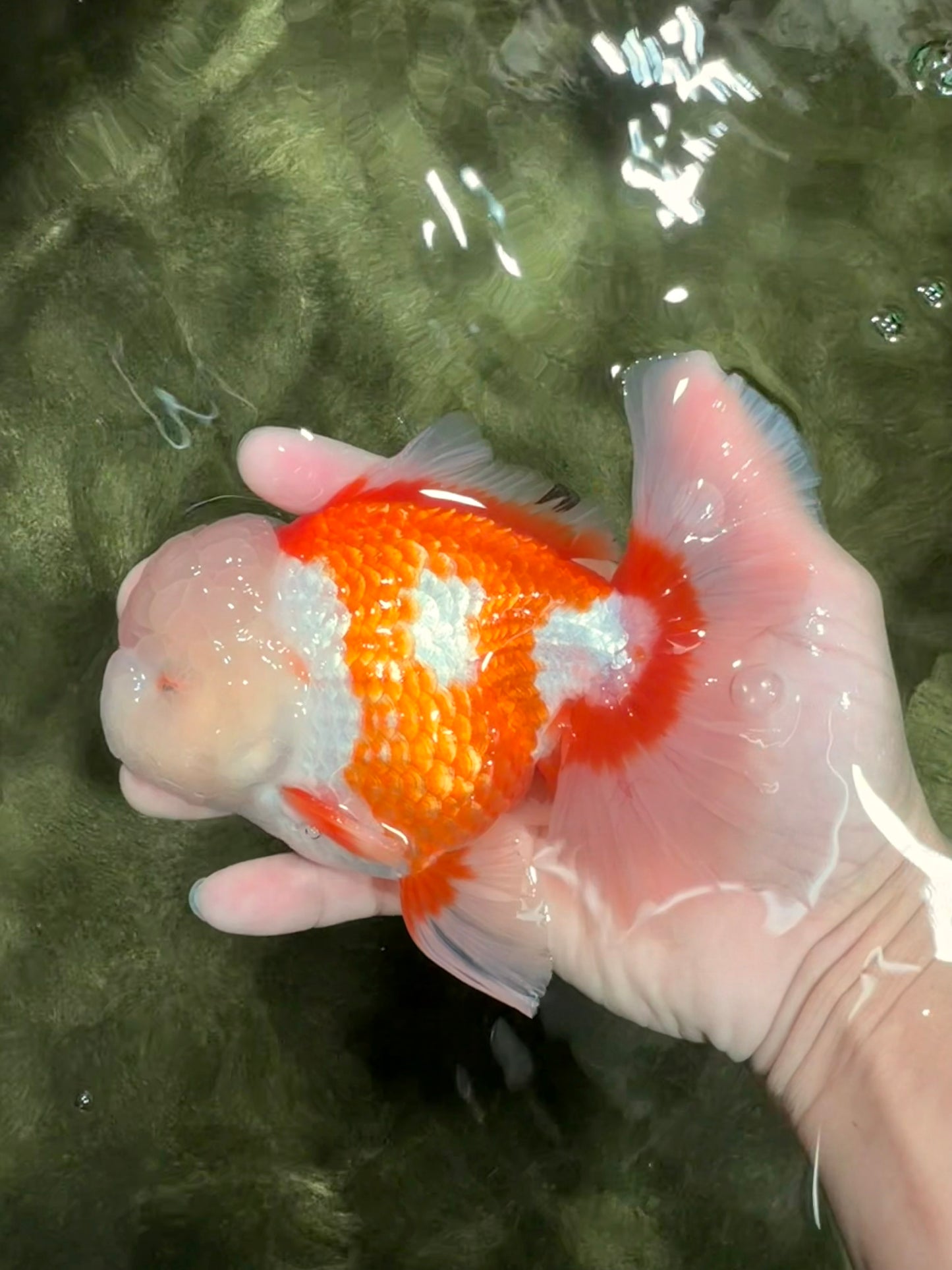 OLAF A Grade Red White Oranda Male 6 inches #040326OR_14