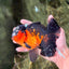 AAA Grade Lava Apache Oranda Male 5.5 inches #032026OR_10