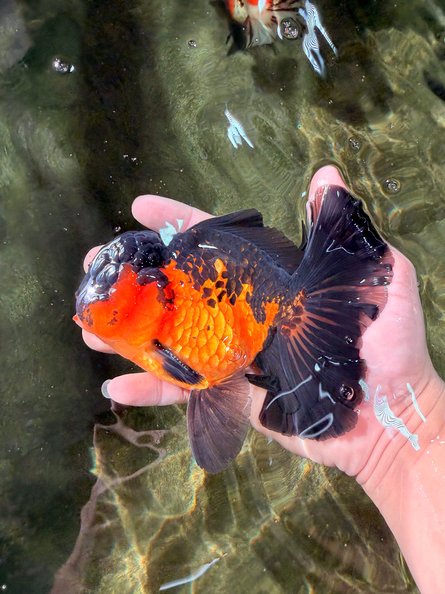 AAA Grade Lava Apache Oranda Male 5.5 inches #032026OR_10