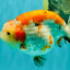 SPECIAL A Grade Kohaku Diamond Scale Sakura Ranchu Female 5.5-6 inches #100926RC_33