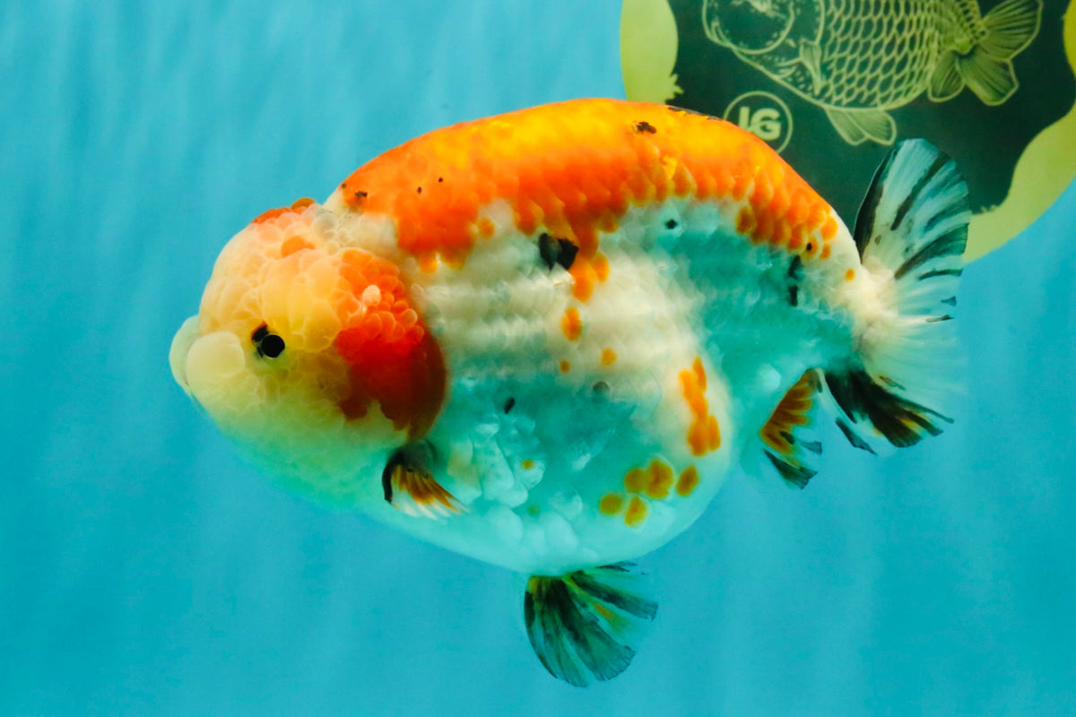 SPECIAL A Grade Kohaku Diamond Scale Sakura Ranchu Female 5.5-6 inches #100926RC_33