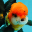 A Grade Red Head Tricolor Oranda Male 5 inches #110824OR_15