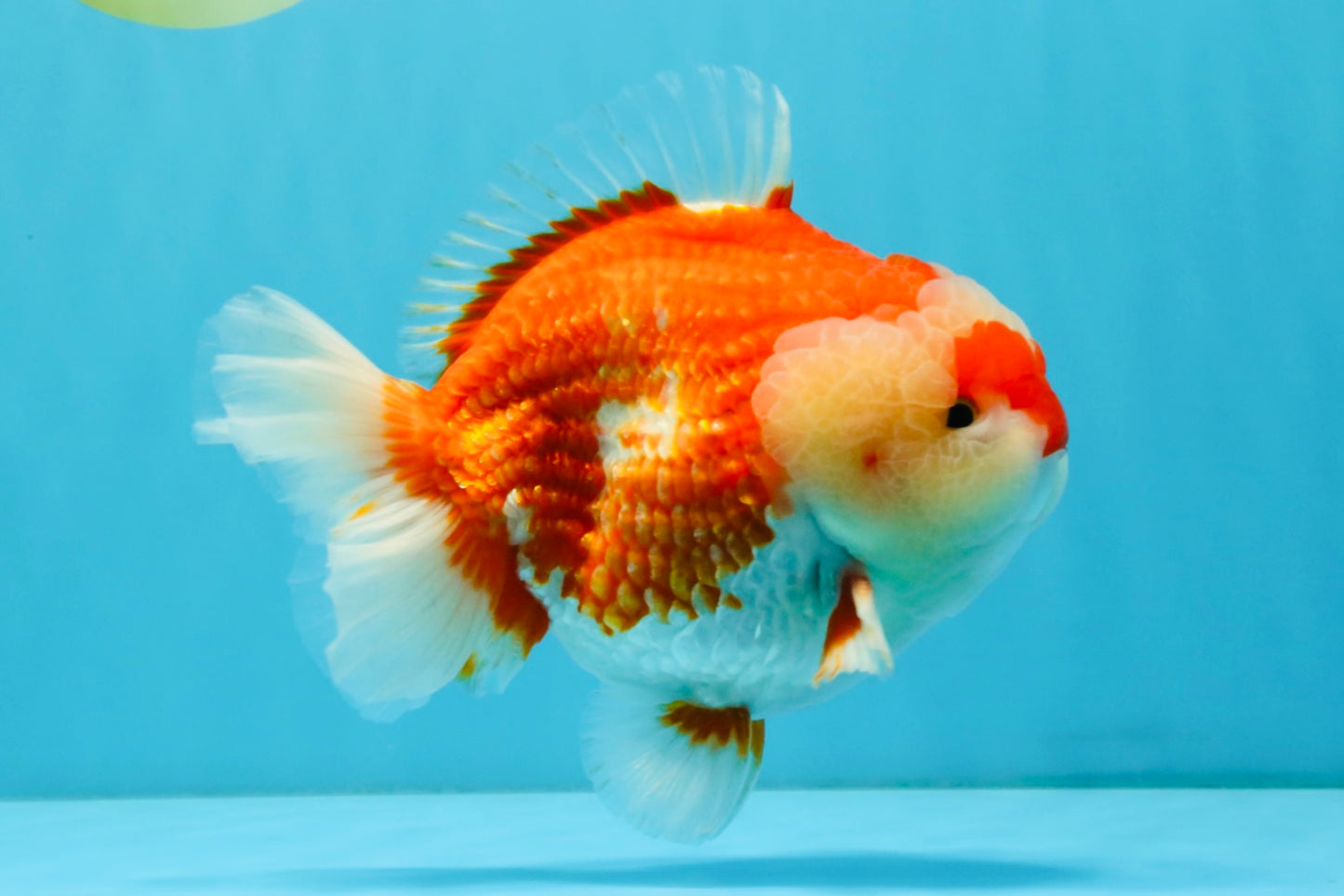 RED HEART A Grade Red White Yuanbao Male 6 inches #032726YB_05