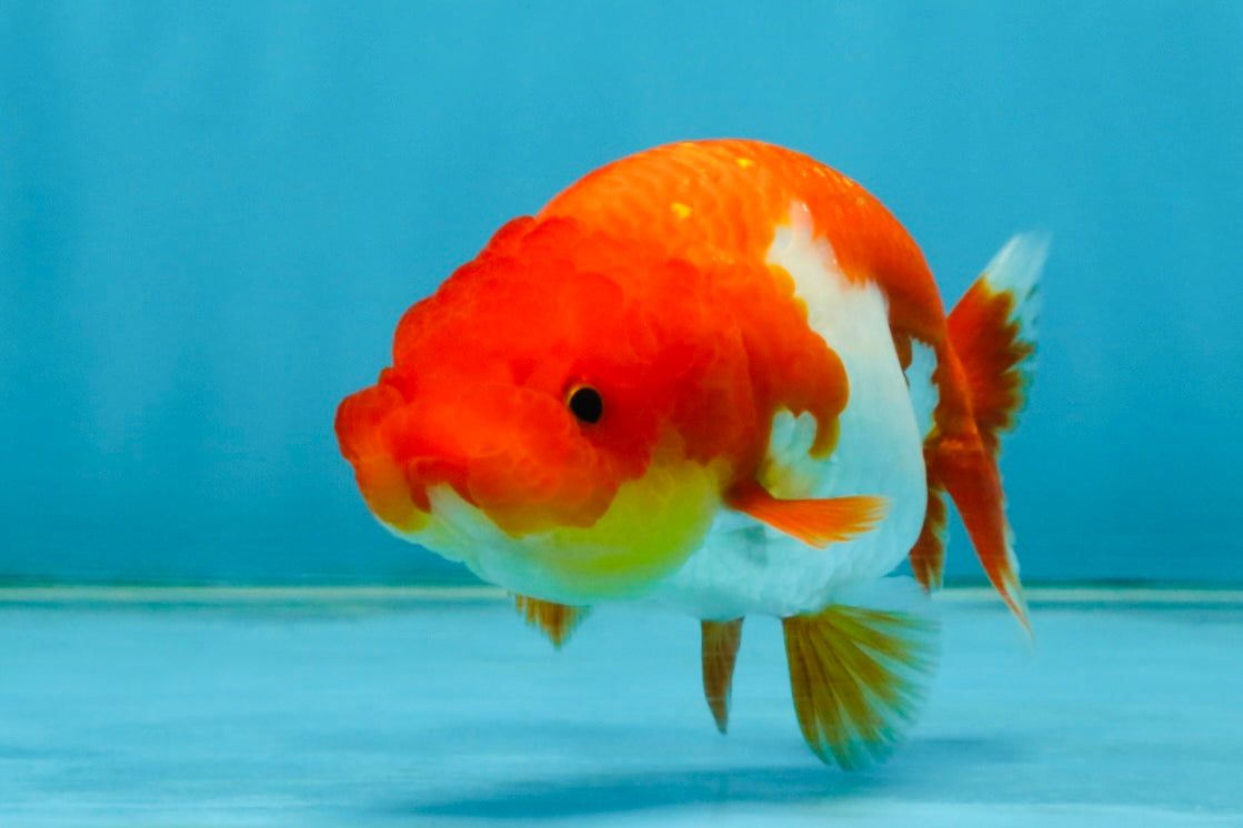 Red White Lionchu Female 4 inches #121225LC_10