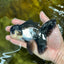 A Grade Young Panda Button Eyes Oranda Male 4.5-5 inches #061325_03