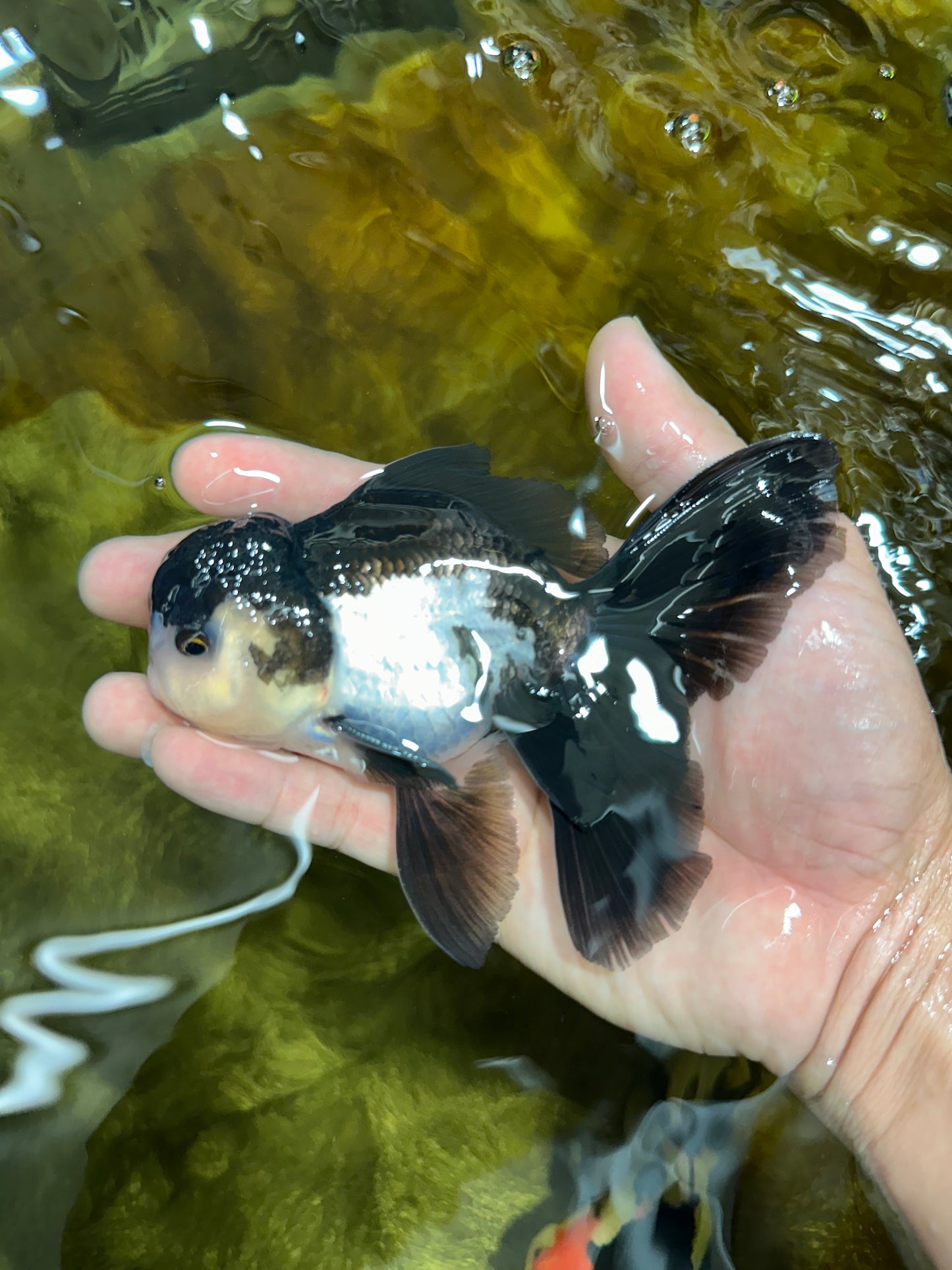 A Grade Young Panda Button Eyes Oranda Male 4.5-5 inches #061325_03