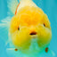 CHUBBY AAA Grade Red White Yuanbao Female 5-5.5 inches #061926YB_32