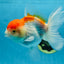 A Grade ADORABLE Red White Oranda Female 5.5 inches #072525OR_18