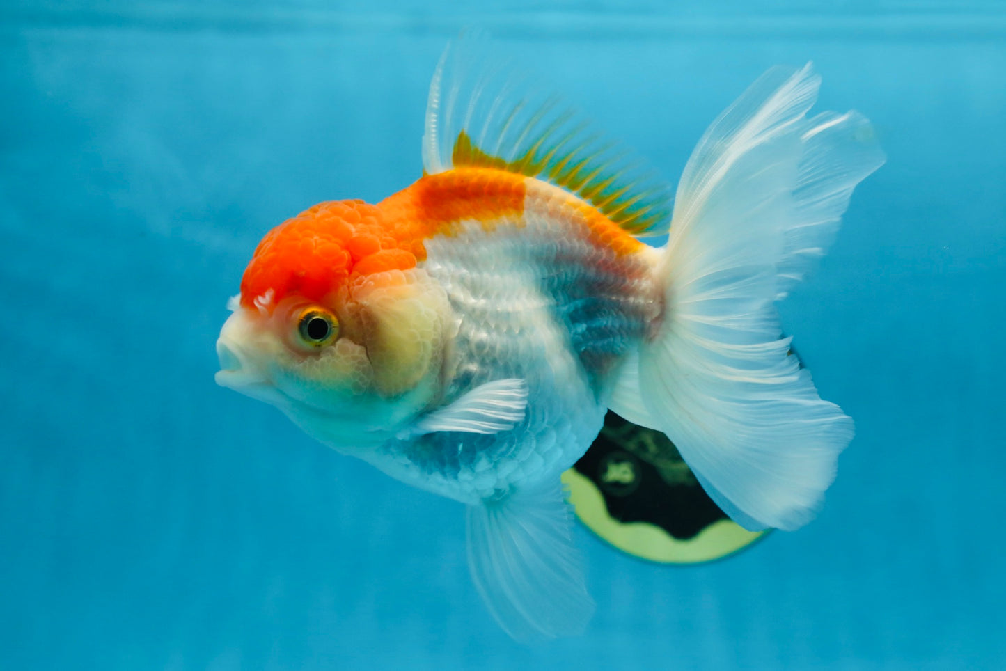 A Grade ADORABLE Red White Oranda Female 5.5 inches #072525OR_18