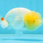 AAA Grade Young Lemonhead LionQueen 4 inches #101025LC_02