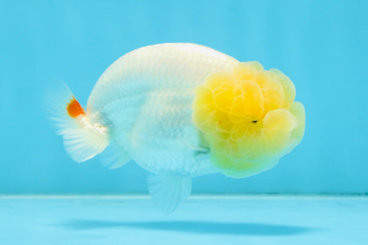 AAA Grade Young Lemonhead LionQueen 4 inches #101025LC_02