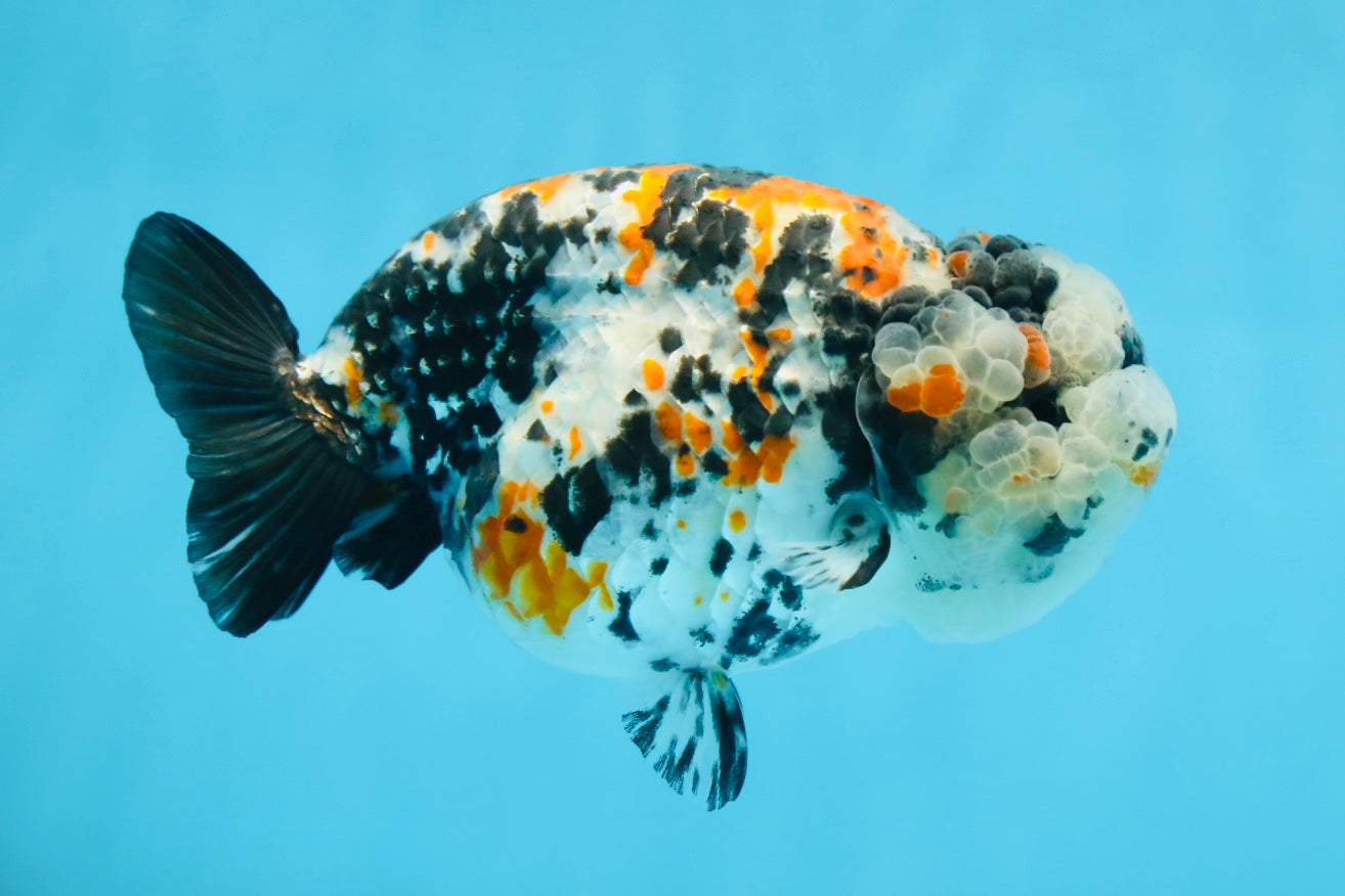 RARE AAA Grade Special Tricolor Tiger LionQueen 4.5-5 inches #082225LC_02