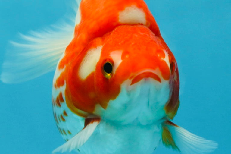 A GRADE Polkadot Red White Ryukin Female 5 inches #050925RK_19