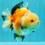 A Grade Tricolor Yuanbao Female 5-5.5 inches #061926YB_31