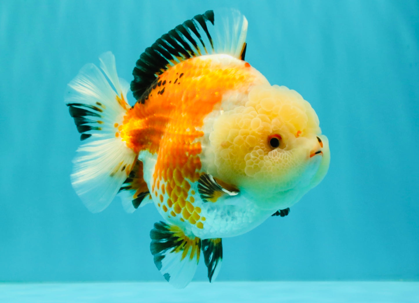 A Grade Tricolor Yuanbao Female 5-5.5 inches #061926YB_31