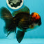 A Grade Lava Head Tricolor Oranda Male 5.5-6 inches #110124OR_18