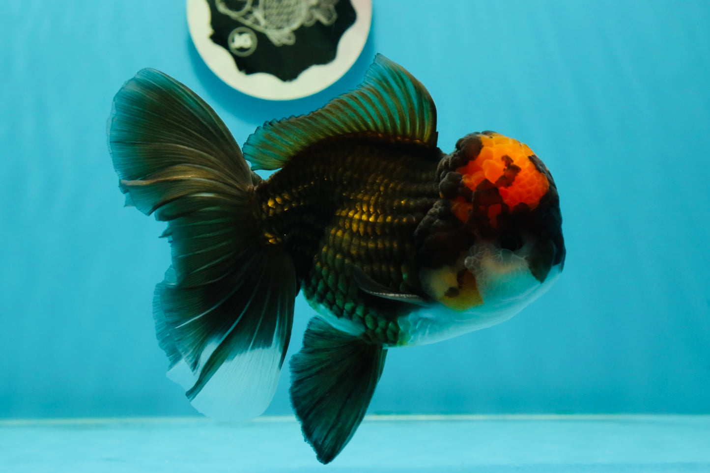 A Grade Lava Head Tricolor Oranda Male 5.5-6 inches #110124OR_18