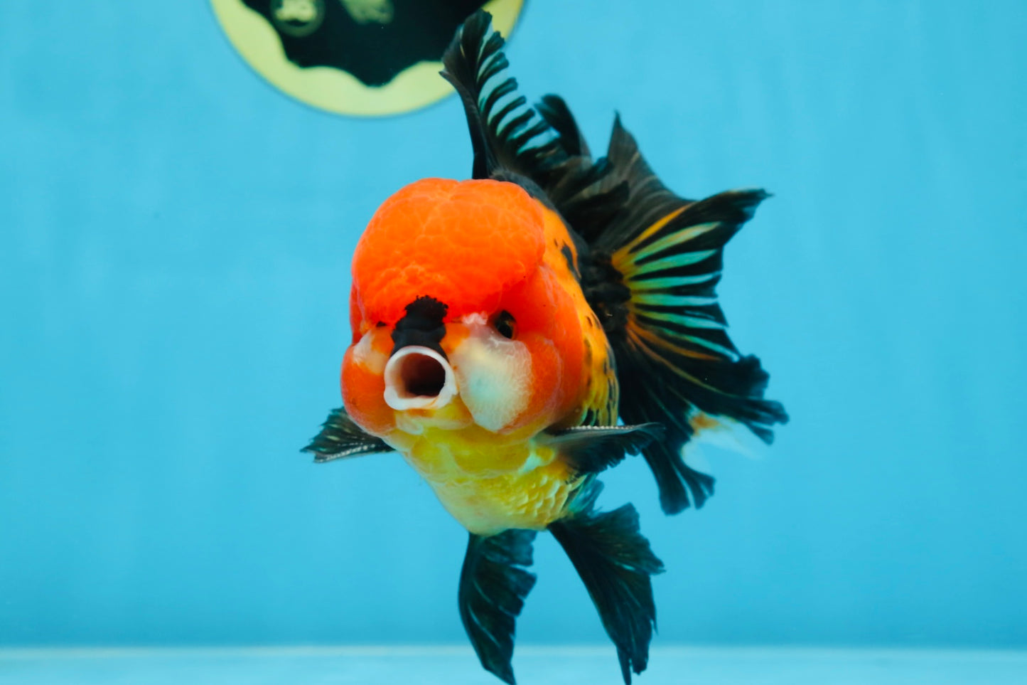 A Grade SUPER CUTE Apache Oranda Male 5.5 inches #072525OR_11