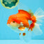 JUMBO AAA Grade Red White Oranda Female 6.5 inches #032726OR_06