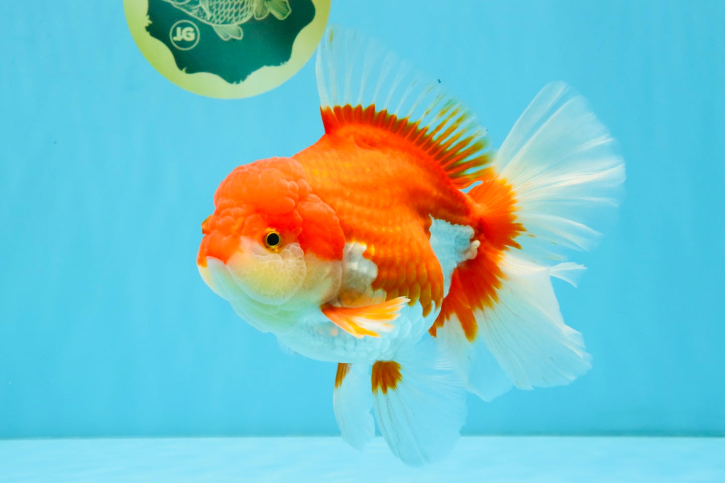 JUMBO AAA Grade Red White Oranda Female 6.5 inches #032726OR_06