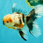 AAA Grade Calico Oranda Male 6-6.5 inches #070626OR_16