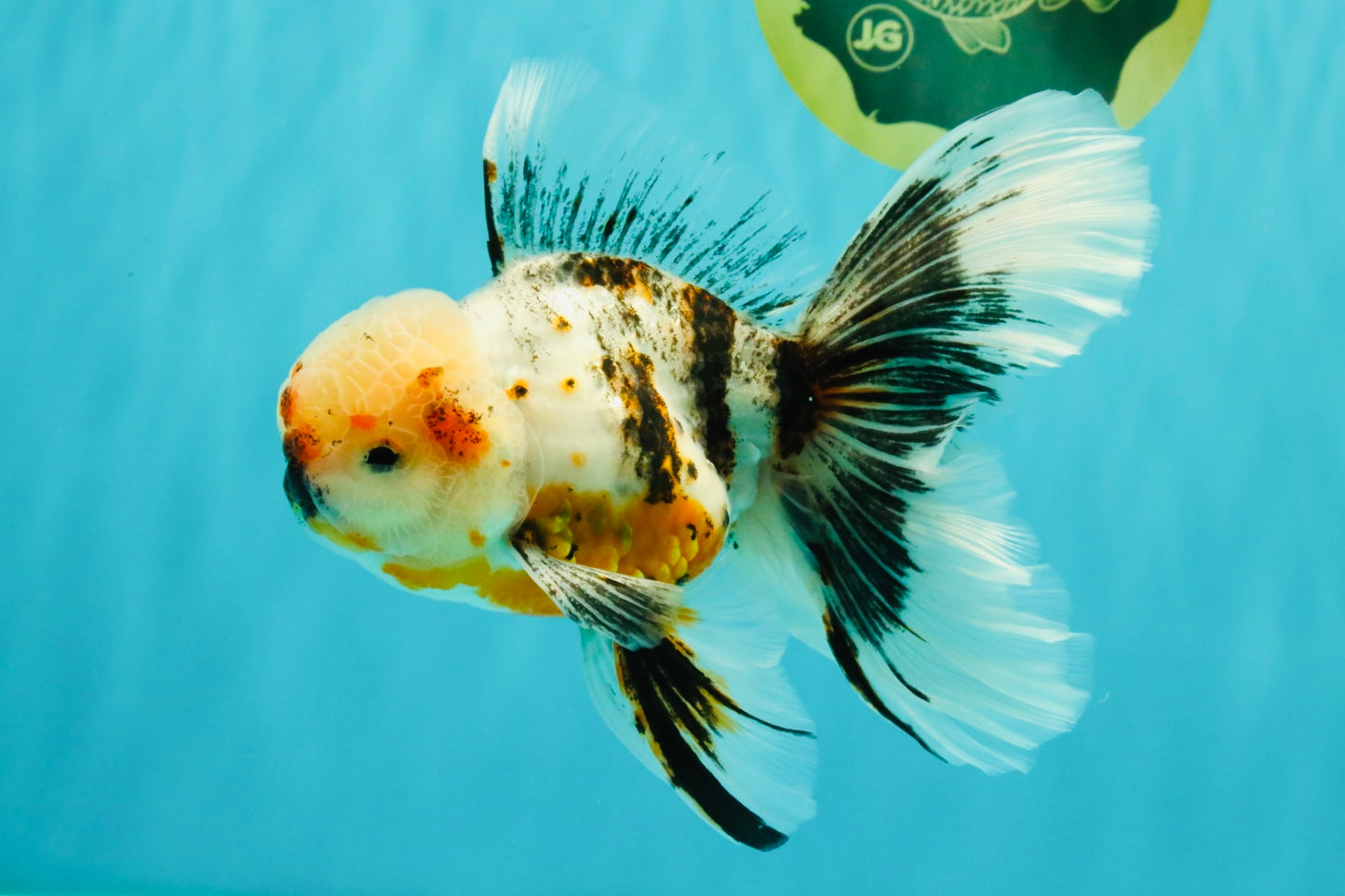 AAA Grade Calico Oranda Male 6-6.5 inches #070626OR_16