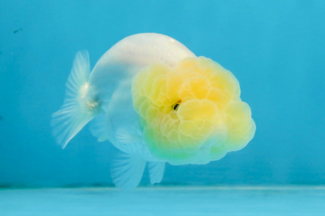 CLOUDY A Grade White LionQueen 3.5 inches #112825LC_03