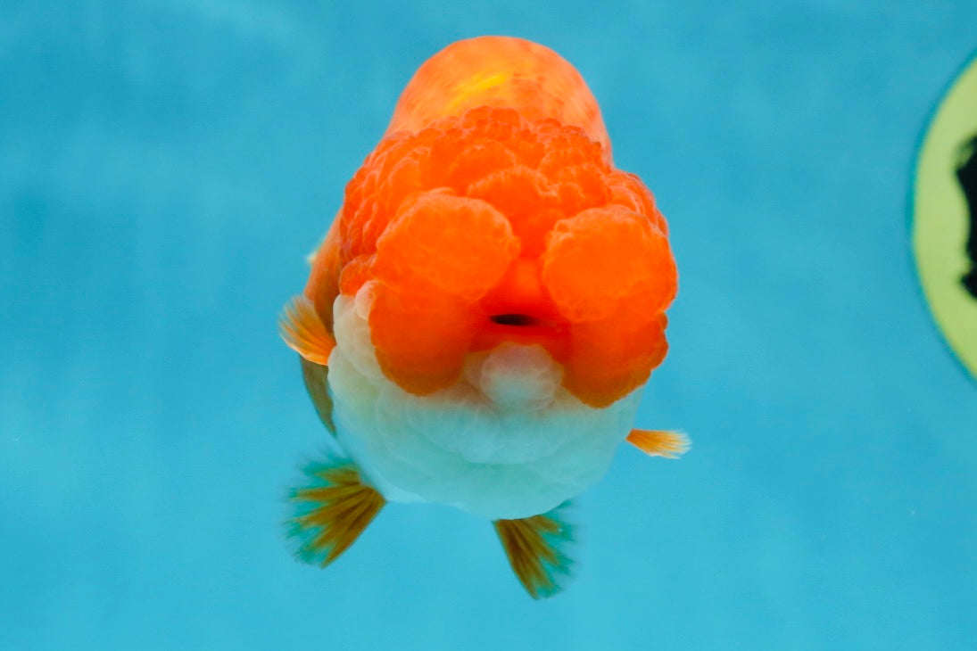 TOP WEN AAA Grade SUPER WEN Red White LionQueen 4.5 inches #050225LC_17