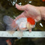 AAA BEST Grade Red White Oranda Male 6 inches #051625OR_21