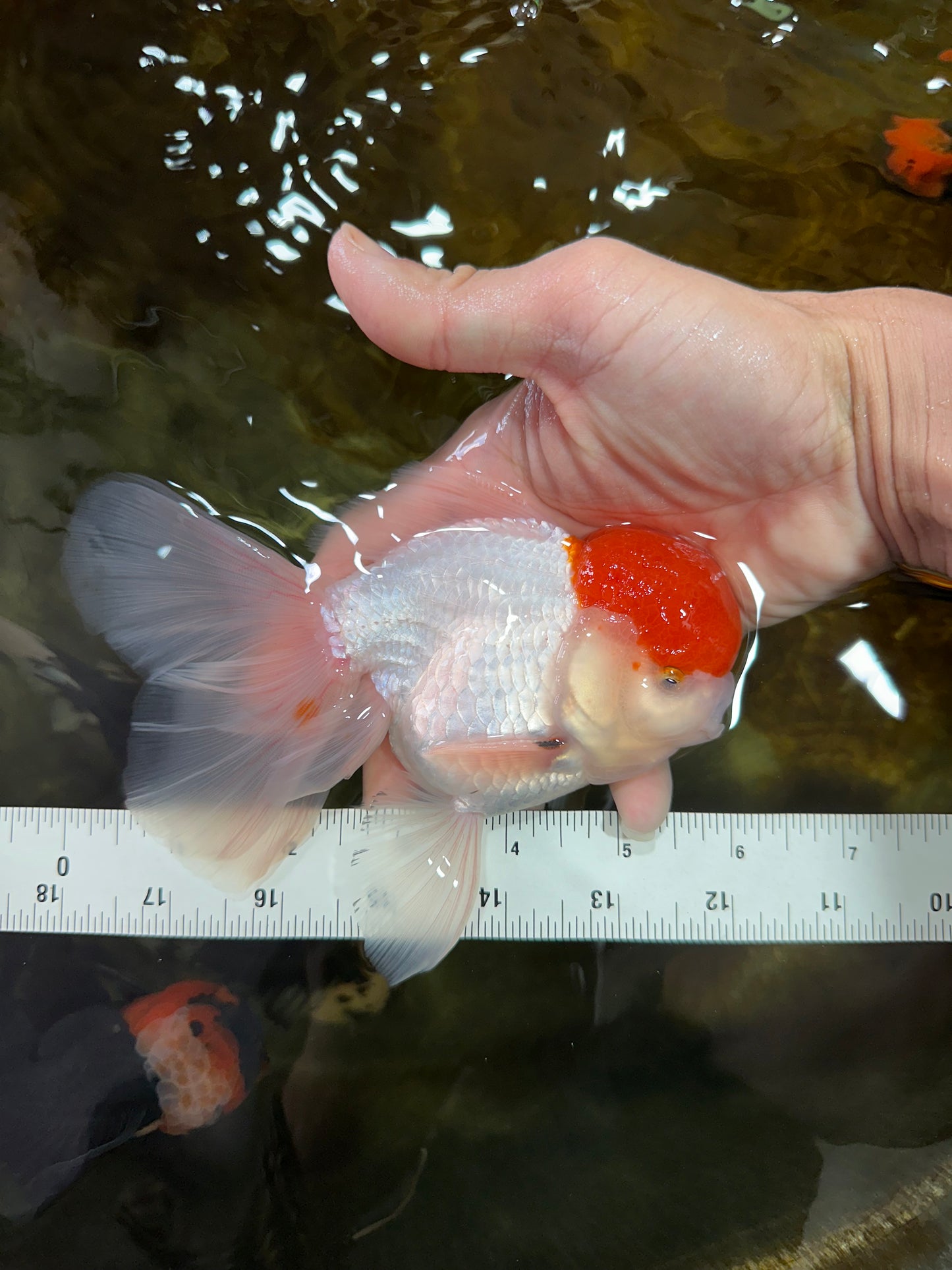 AAA BEST Grade Red White Oranda Male 6 inches #051625OR_21