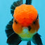 AAA Grade Red Head Tricolor Oranda Male 5 inches #0913OR_03