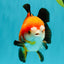 CHUBBY A Grade Apache Yuanbao Male 4.5 inches #051526YB_10
