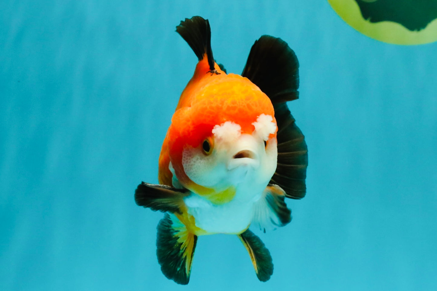 CHUBBY A Grade Apache Yuanbao Male 4.5 inches #051526YB_10