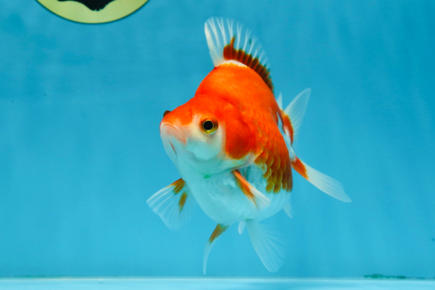 A Grade Red White Ryukin Female 5 inches #071125RK_20