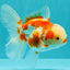 A Grade Kohaku Red White Oranda Female 5-5.5 inches #102326OR_06