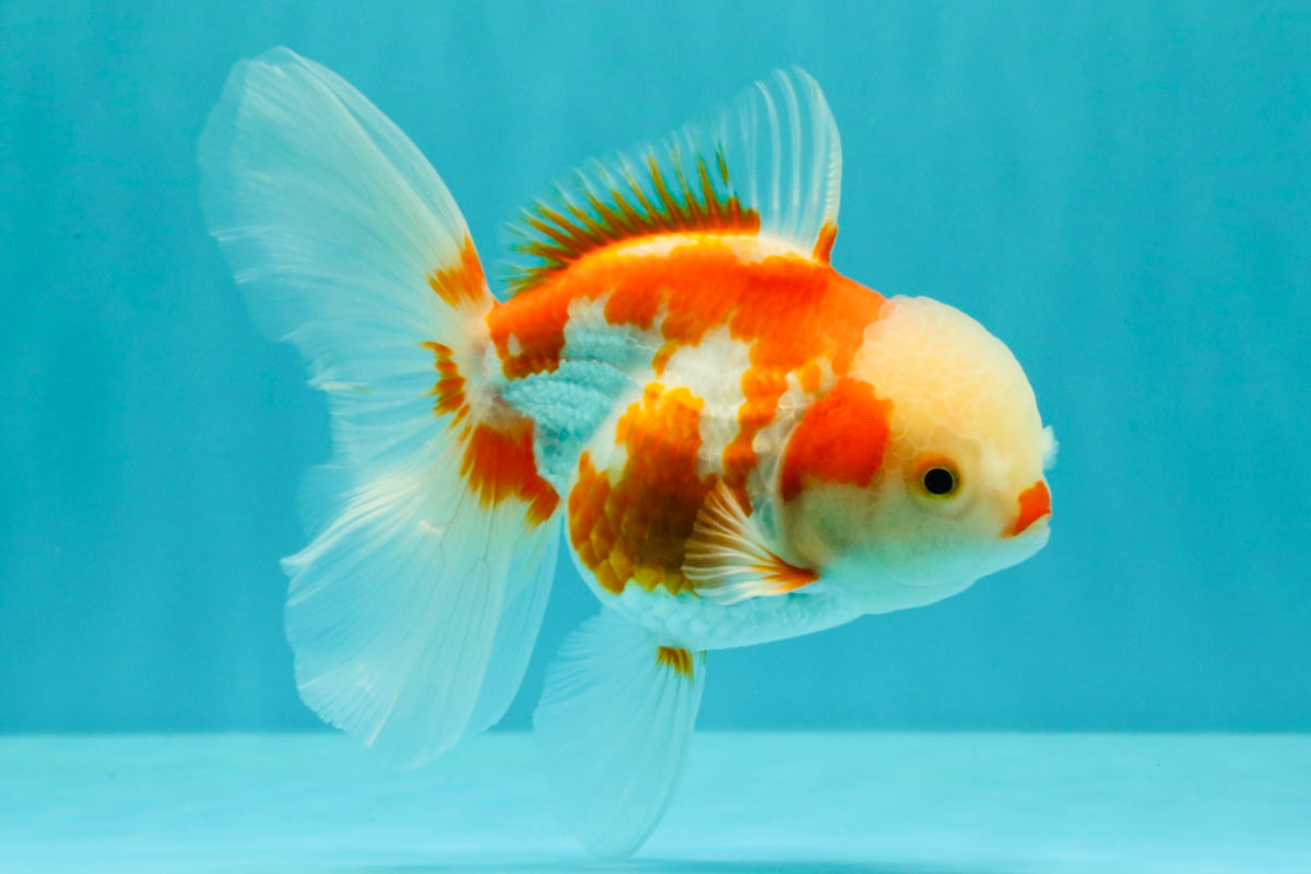 A Grade Kohaku Red White Oranda Female 5-5.5 inches #102326OR_06