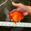 A Grade Red Oranda Male 5.5 inches #070626OR_21