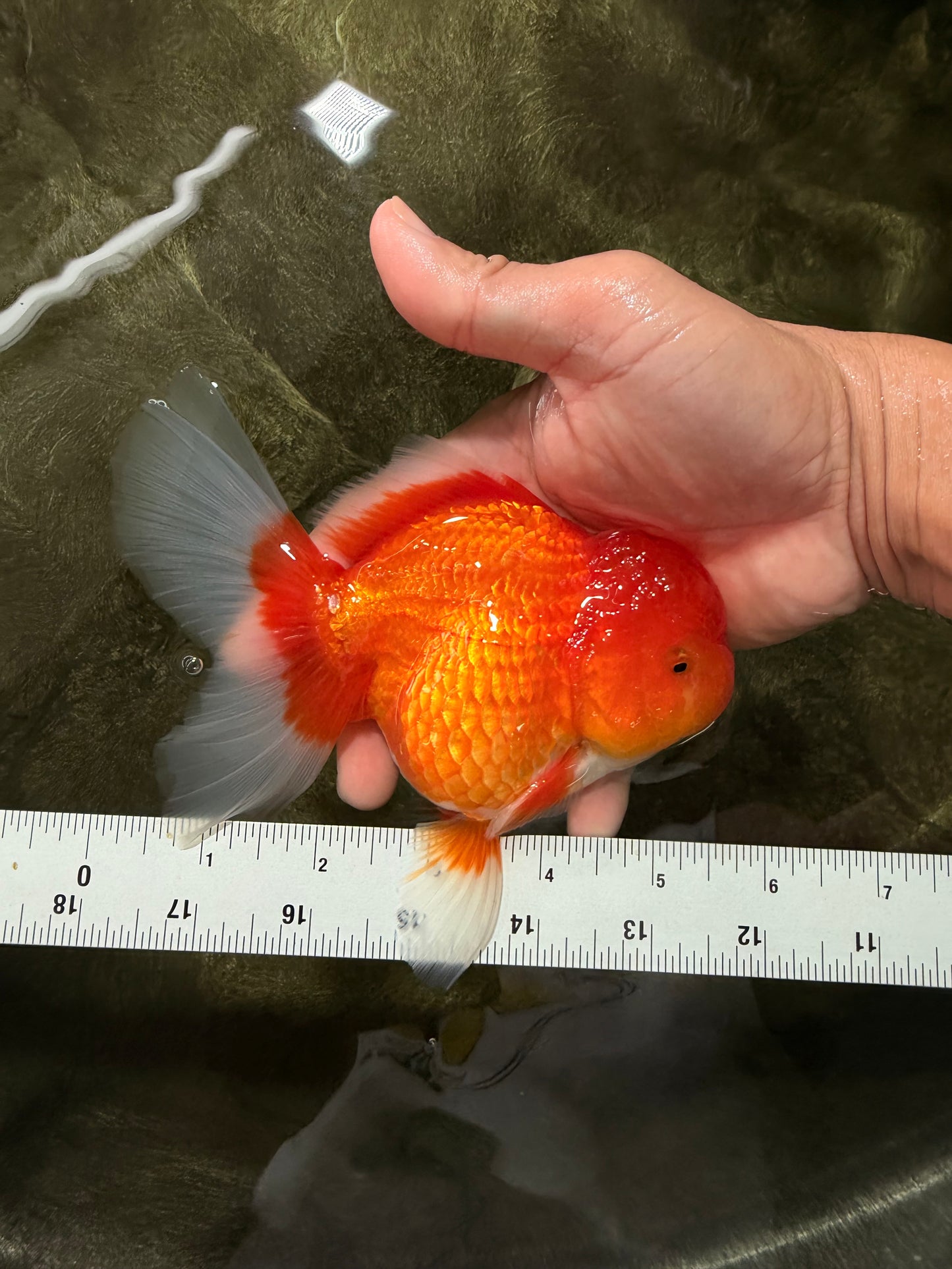 A Grade Red Oranda Male 5.5 inches #070626OR_21