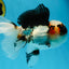 A Grade SPECIAL Tricolor Oranda Male 5.5 inches #062025OR_17