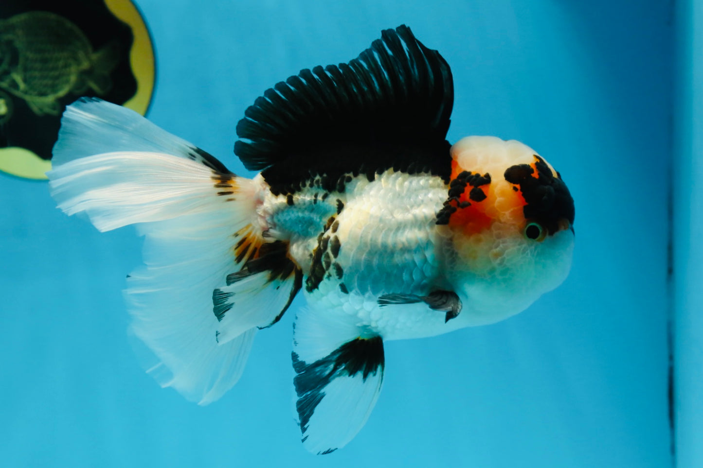 A Grade SPECIAL Tricolor Oranda Male 5.5 inches #062025OR_17