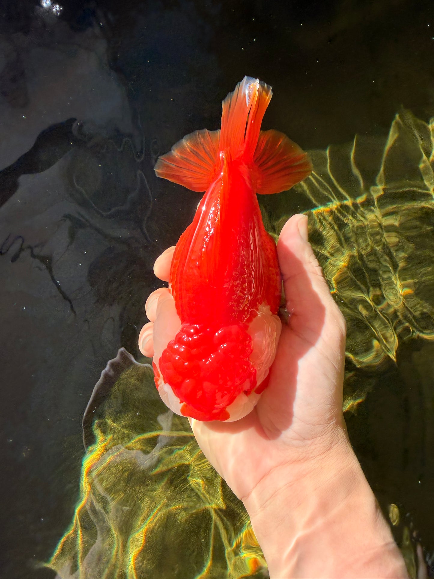 CHONKY AAA Grade Red White Yuanbao Female 6-6.5 inches #032026YB_25